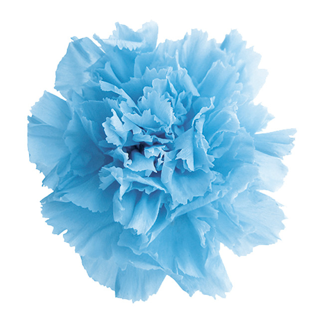 ミニカーネーション　パウダーブルー　FL1200-13