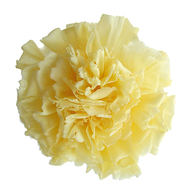 ミニカーネーション　ソフトイエロー　FL1200-15