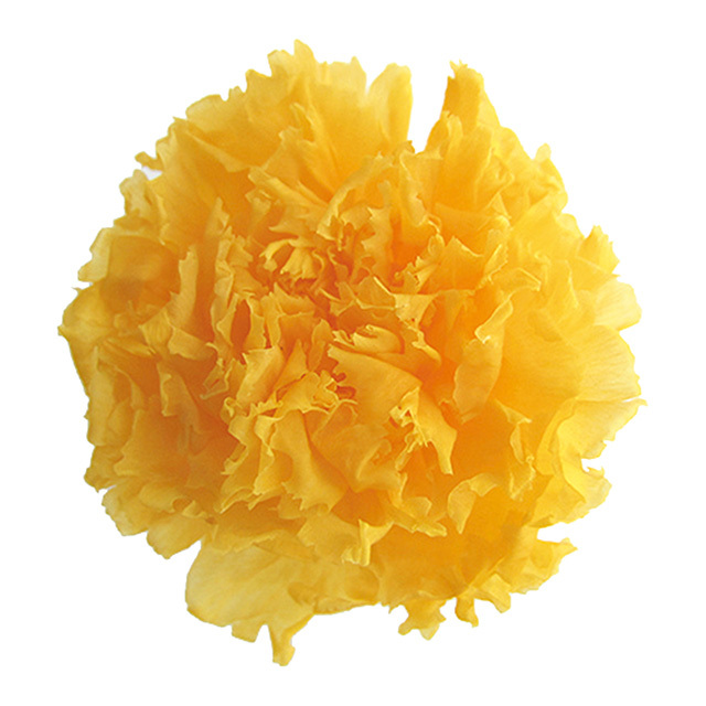 ミニカーネーション　ゴールデンイエロー　FL1200-17