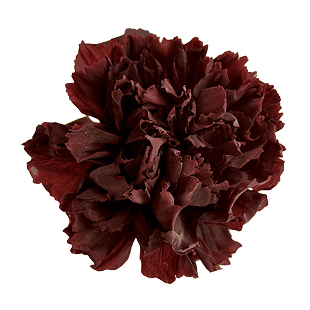 ミニカーネーション　カフェ　FL1200-19