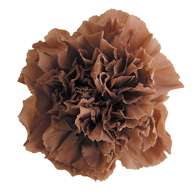 ミニカーネーション　ライトカフェ　FL1200-21