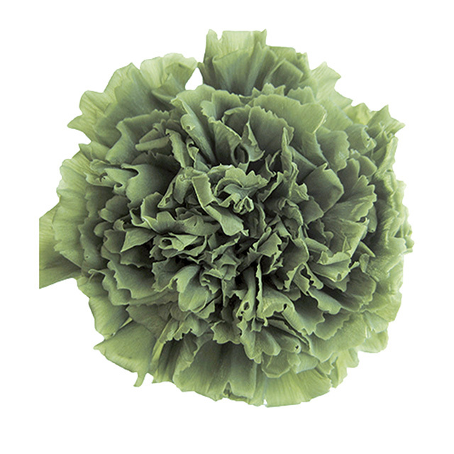 ミニカーネーション　グリーンティー　FL1200-25