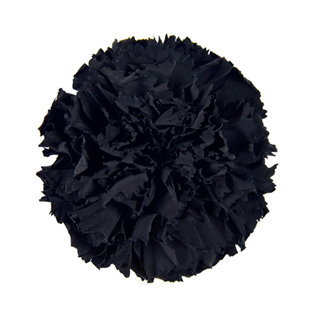 ミニカーネーション　ミッドナイトブラック　FL1200-26