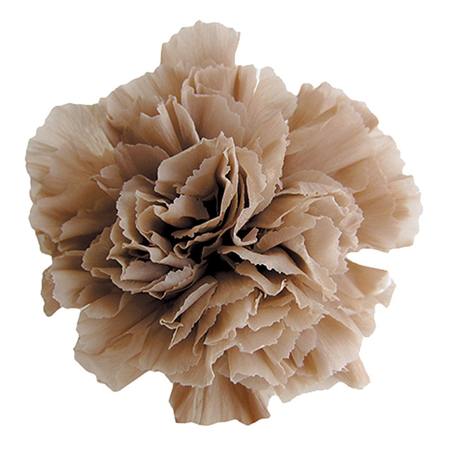 ミニカーネーション　ヘーゼルナッツ　FL1200-44