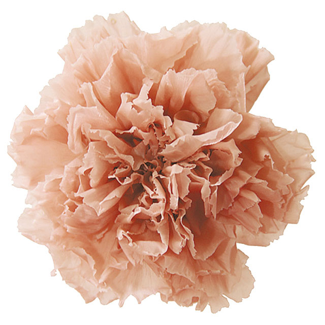 ミニカーネーション　ヌードピンク　FL1200-55