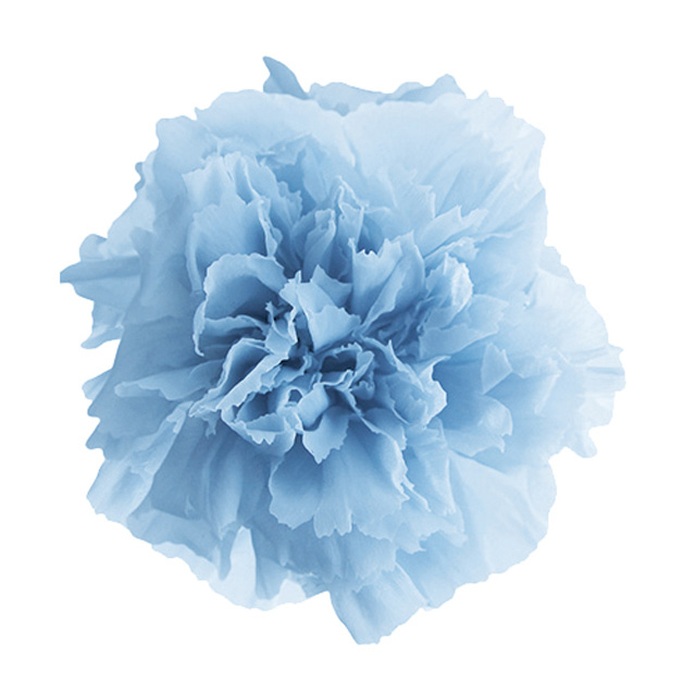 ミニカーネーション　コットンブルー　FL1200-56