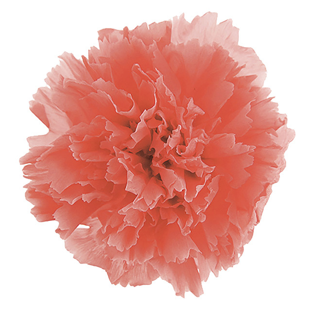 ミニカーネーション　ピンクオパール　FL1200-65