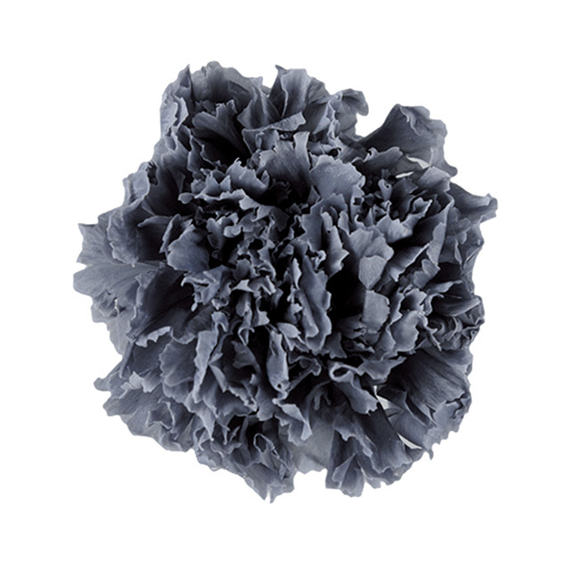 ミニカーネーション　アッシュグレー　FL1200-68