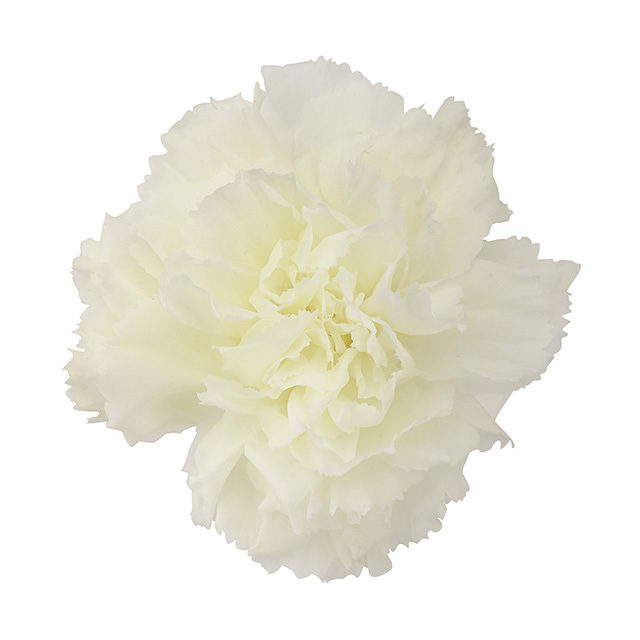 ミニカーネーション　ソルティライム　FL1200-75