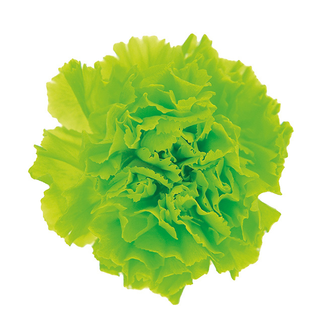 ミニカーネーション　スプラッシュグリーン　FL1200-76