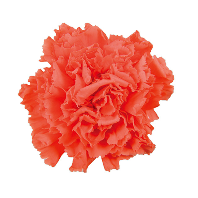 ミニカーネーション　フラミンゴオレンジ　FL1200-85