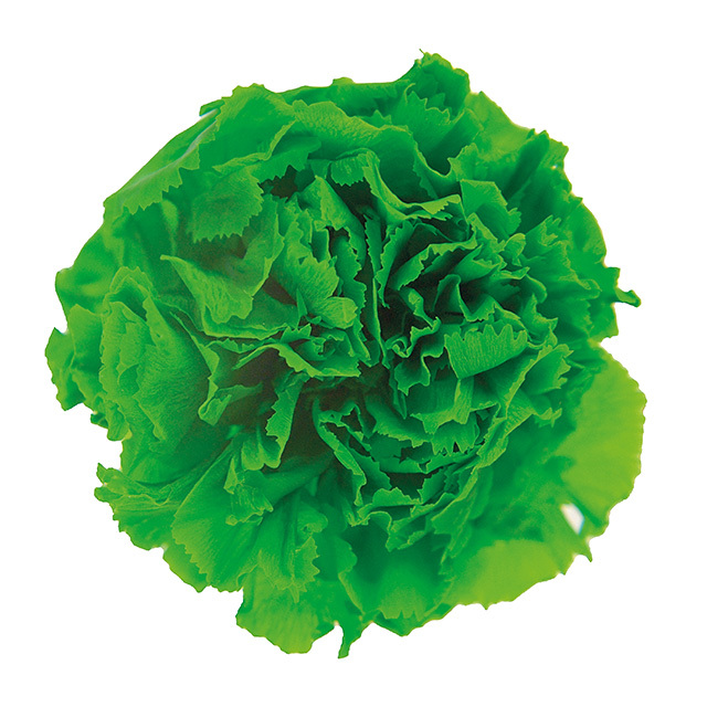 ミニカーネーション　グラスグリーン　FL1200-88