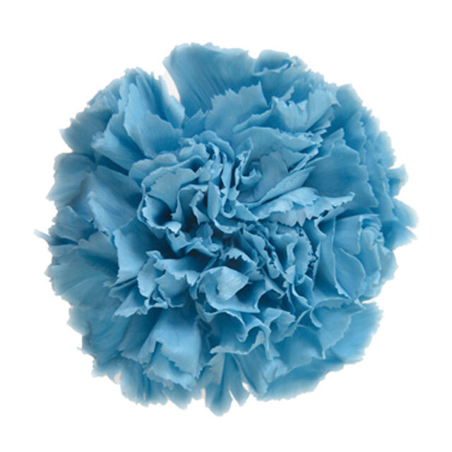 ミニカーネーション　ホリゾンブルー　FL1200-91