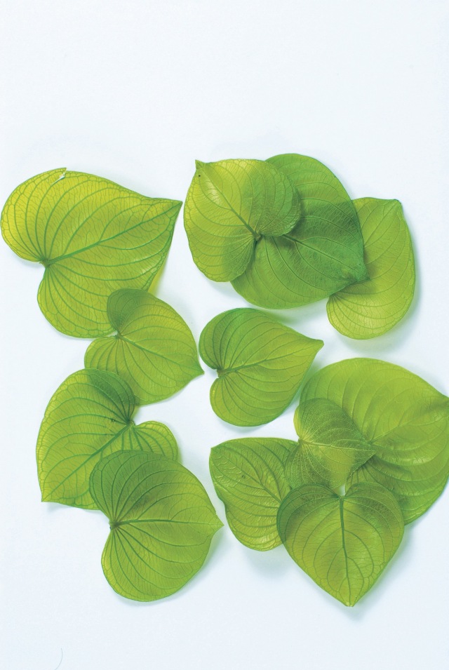 ハートリーフ・プリザーブド　ライムグリーン　03700-721