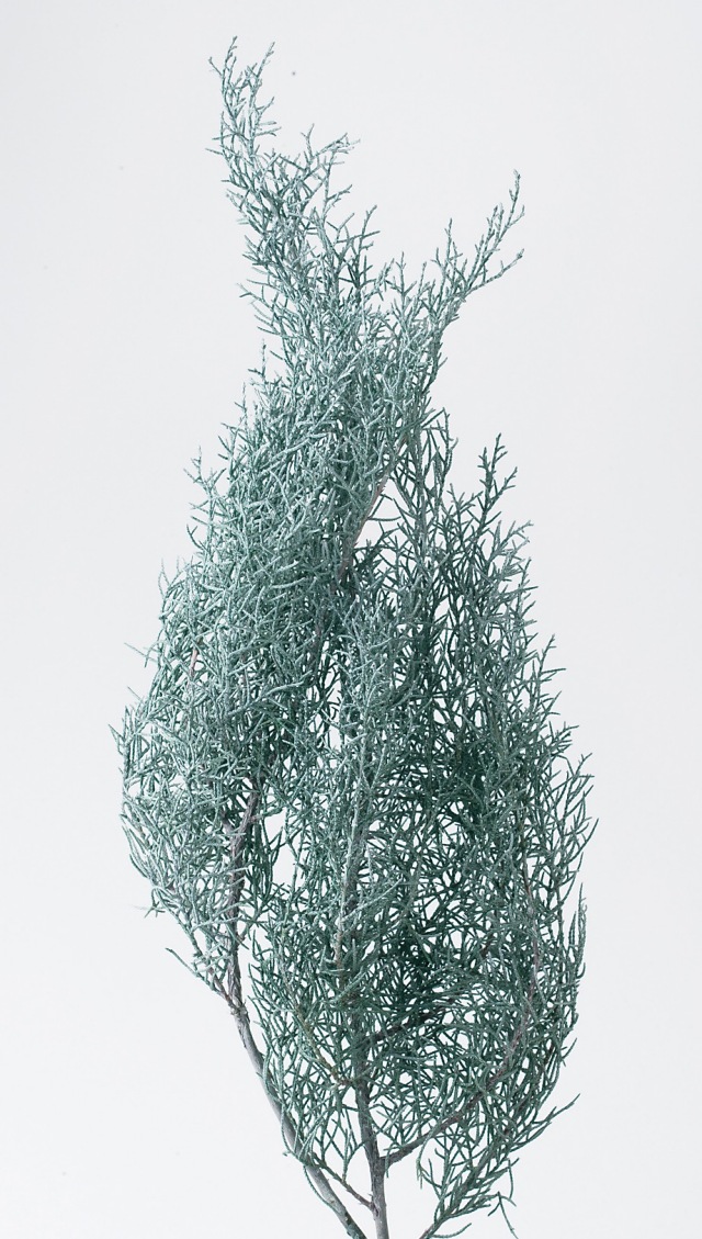 ブルーアイス・ウォッシュホワイト