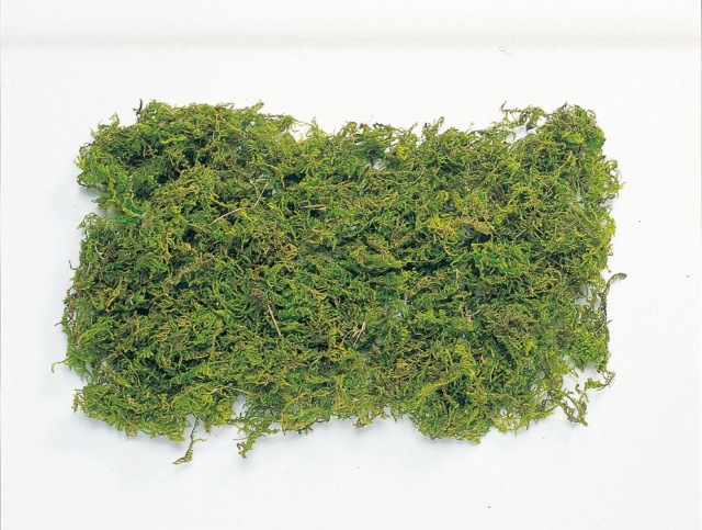 山ゴケ・グリーン　61170-700