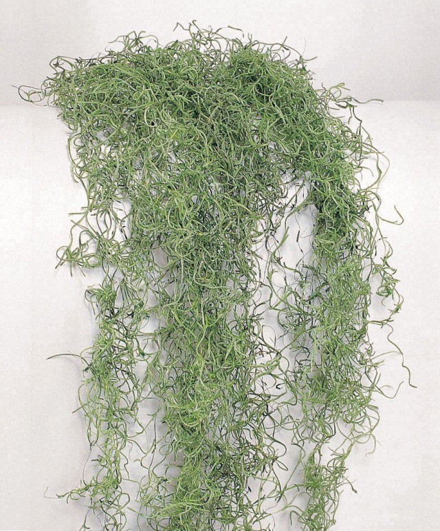 スパニッシュモス・ソフト・小袋　グリーン　61061-707