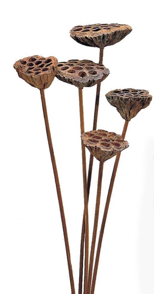 ハス・N　50060-000