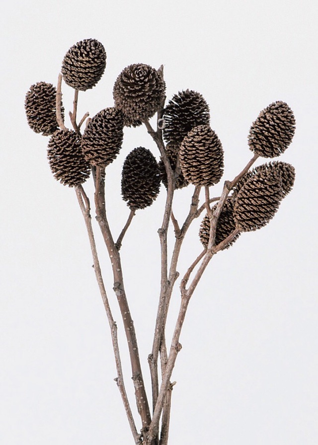 ヤシャブシ・小枝　N　　24132-000