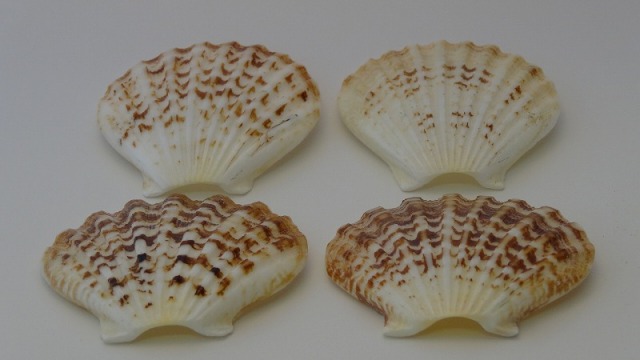 ペクティンノビリス・大・茶・(磨き加工)