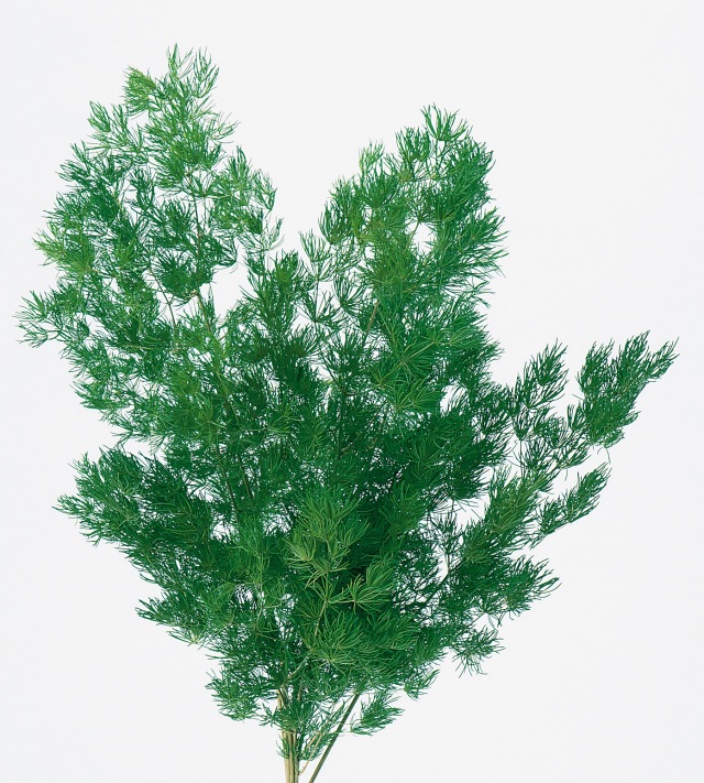 ミリオクラダス・グリーン　00160-700　