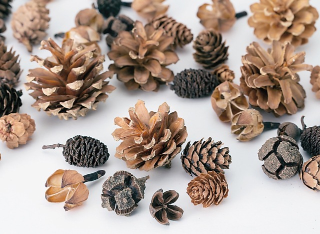 コーンアソート・Ｎ　24884-000