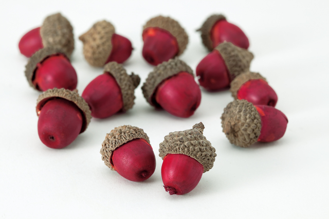 カラードングリ・レッド