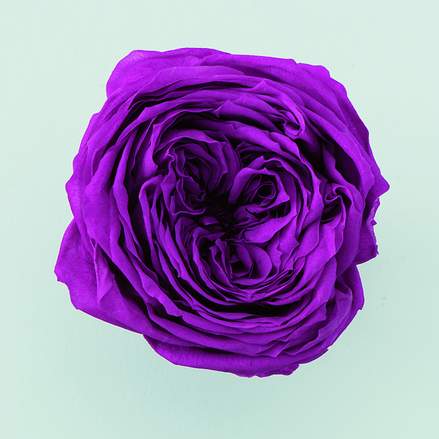 ローズ・てまり 　カシス　