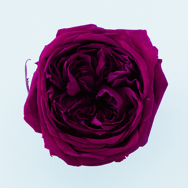 ローズ・てまり 　ワインレッド　02460-471　