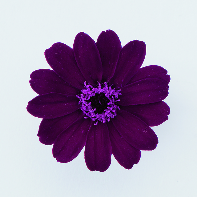 ジニア・小　チョコレートワイン　03461-471