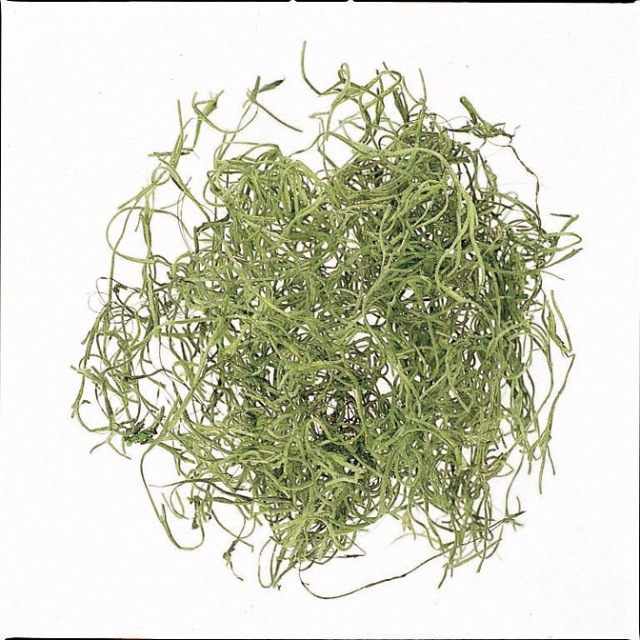 スパニッシュモス　大袋　グリーン　61063-700