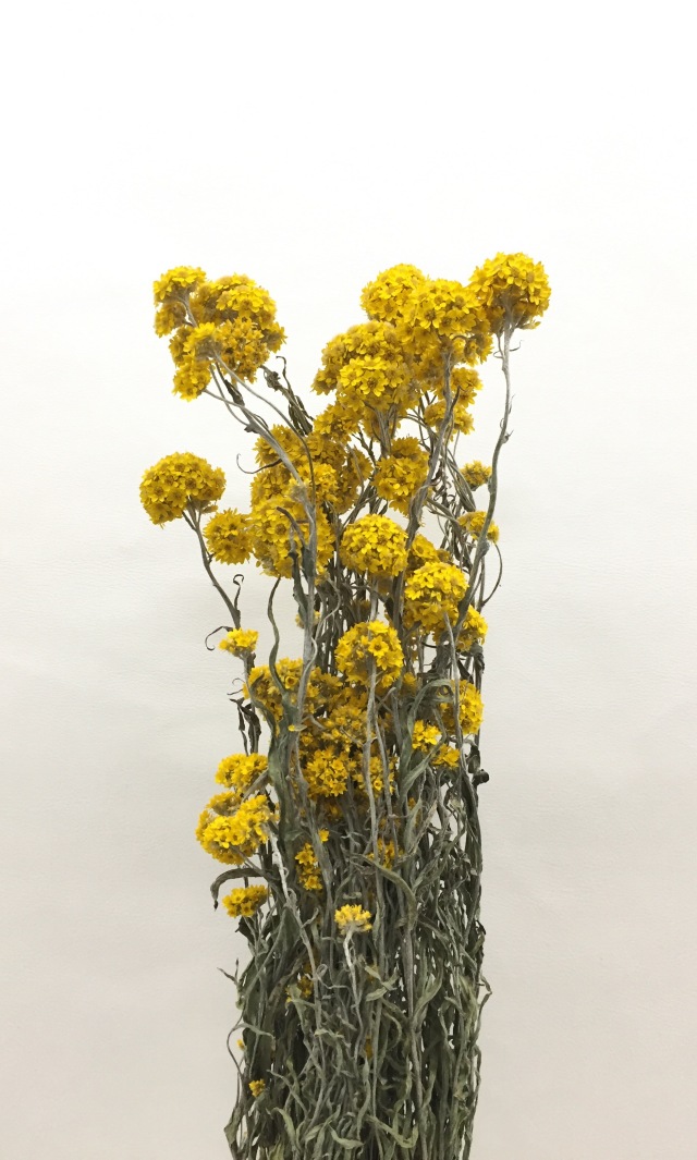 黄花ローダンゼ・千歳