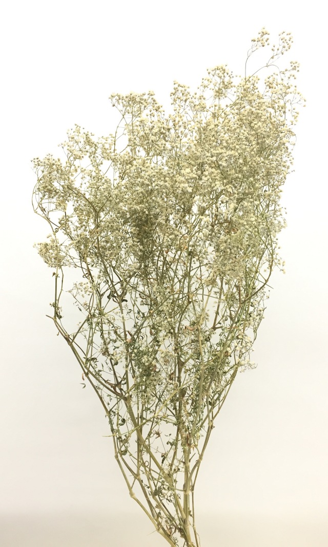 かすみ草・千歳 小粒