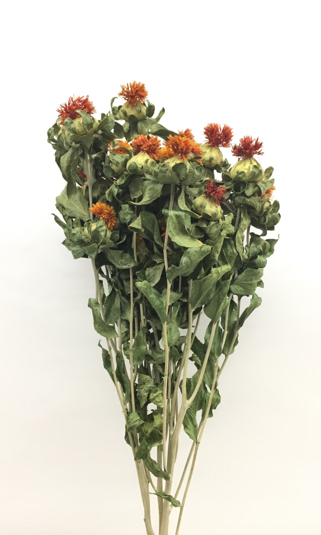 紅花・千歳