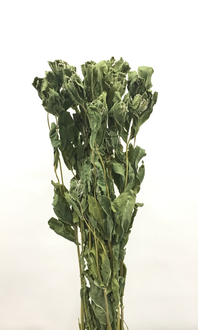 初雪草・千歳