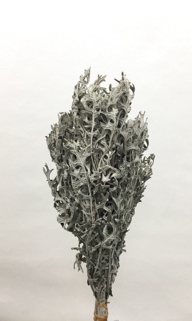 白妙菊・千歳