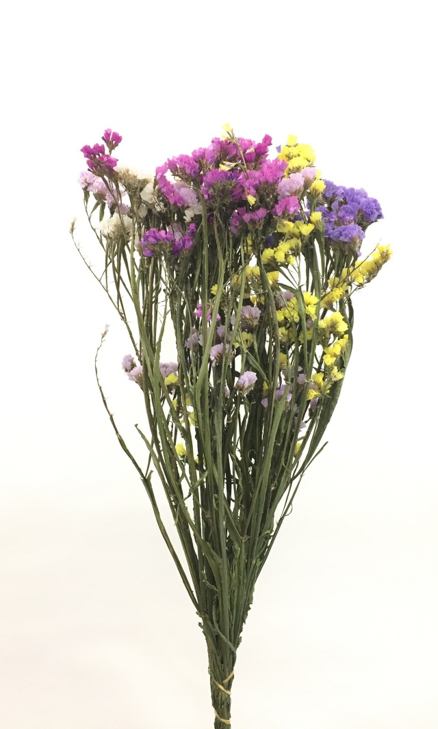 スターチス・混合・千歳