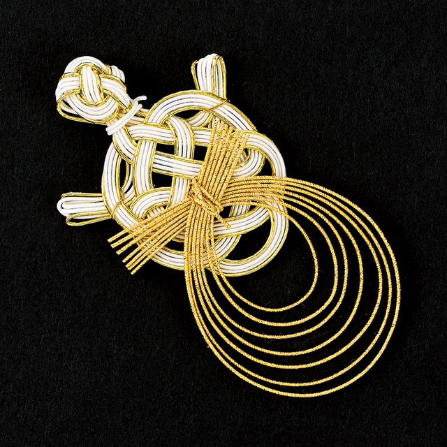 淡金丸尾亀 白淡金　XJ162