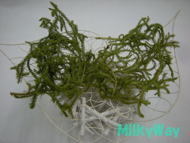 ミルキーウェイオリジナル1354ＭＷ