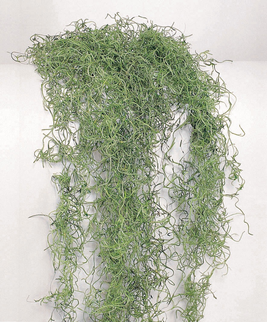 スパニッシュモス・ソフト・小袋　グリーン　61061-707