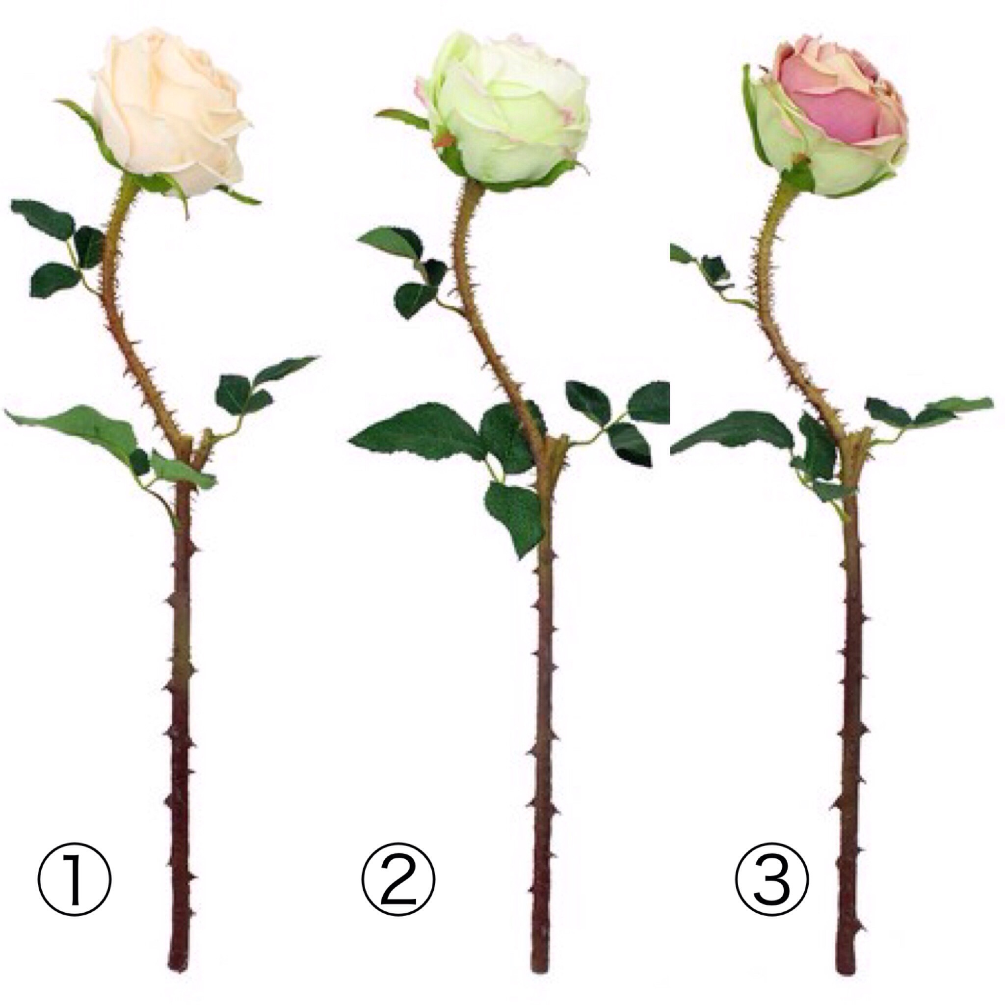 シングルデディケイトローズ　全３色