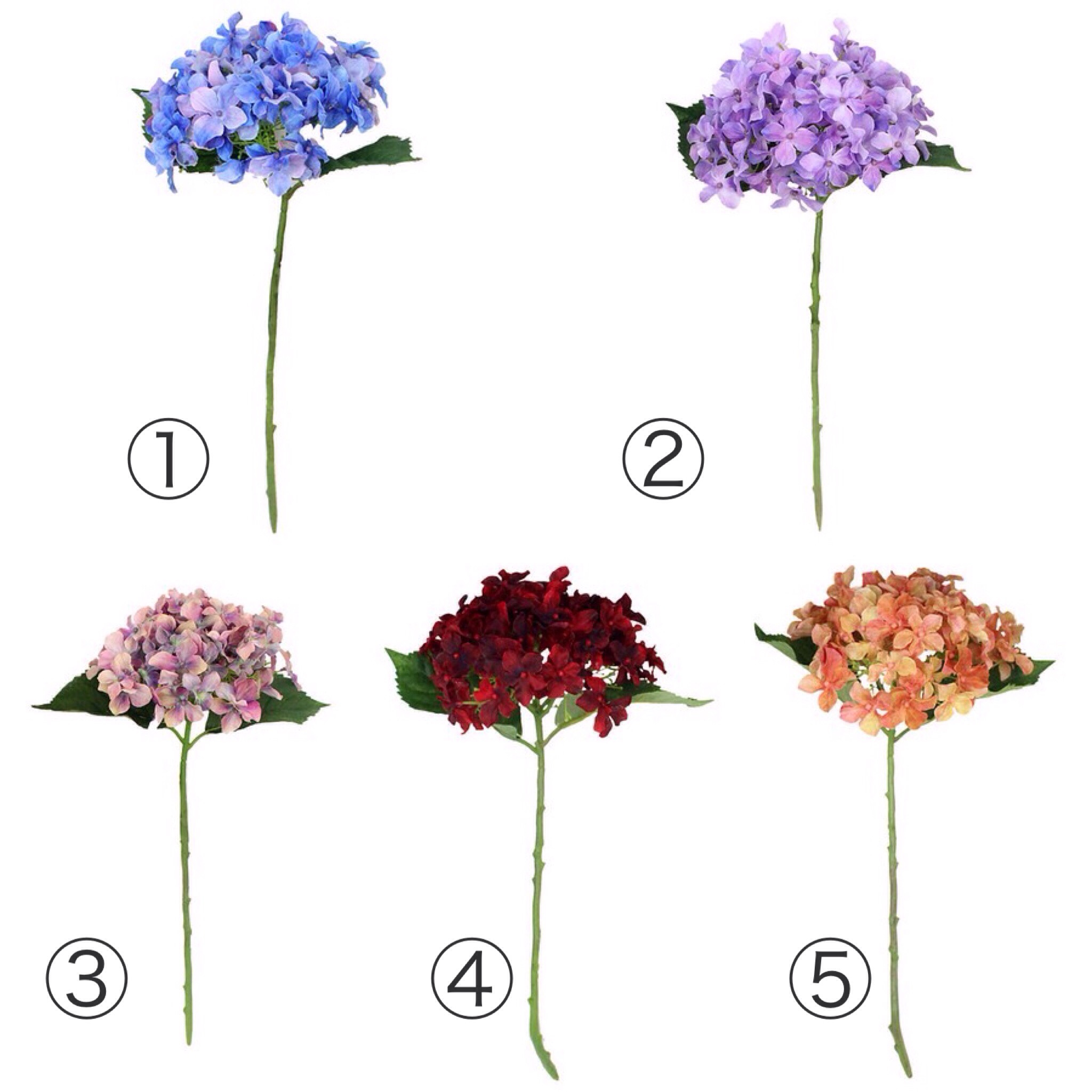 【生花転写】　フィアンハイドレンジア　全５色