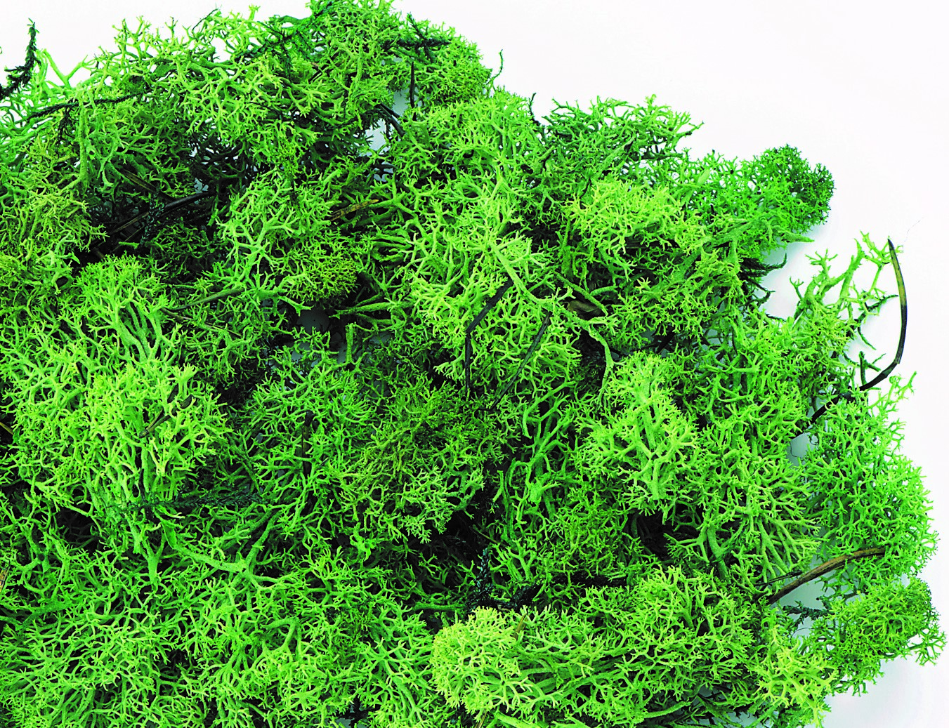 アイスランドモス　小袋　フレッシュグリーン　61071-730