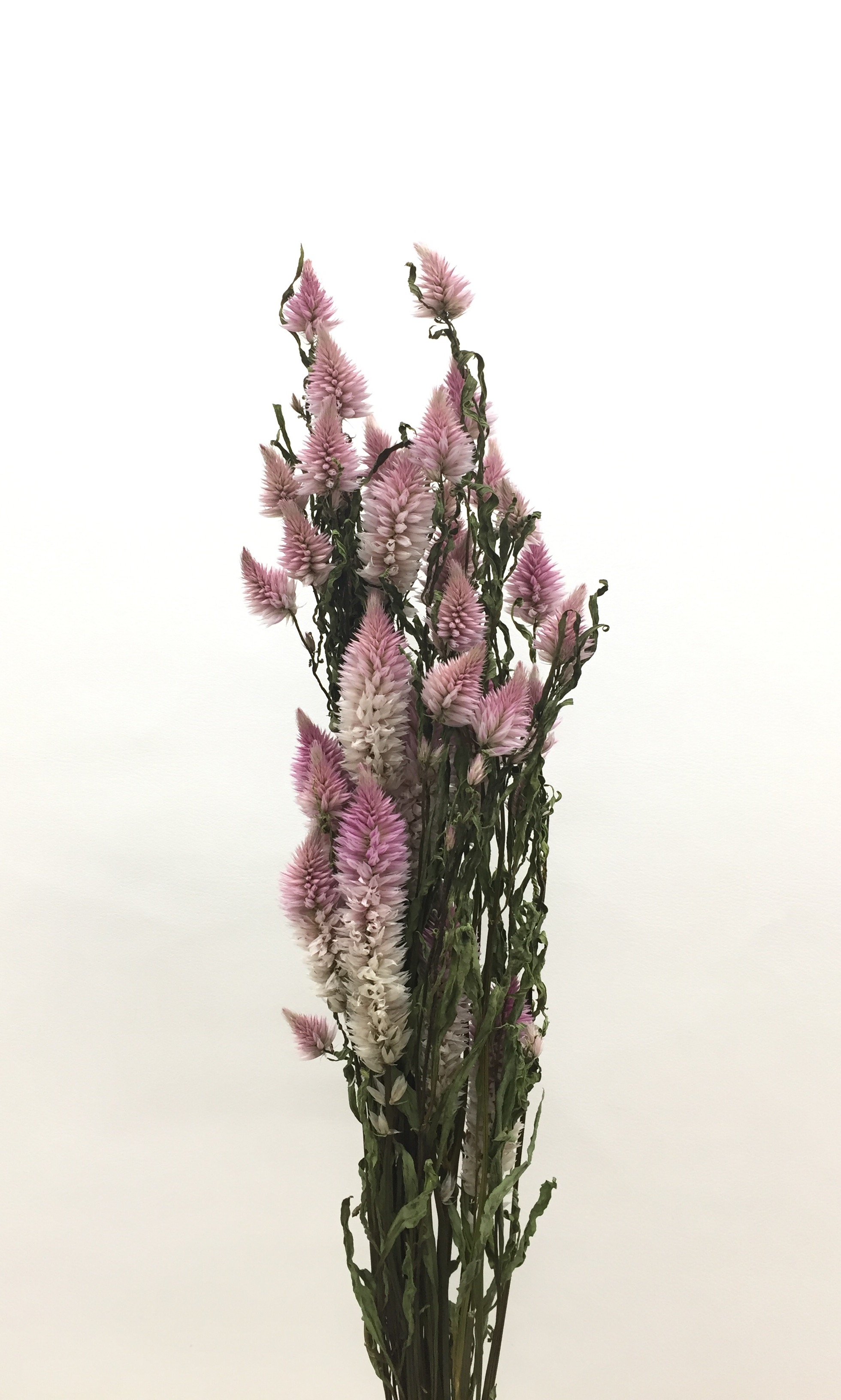 シャロン・千歳　薄ピンク