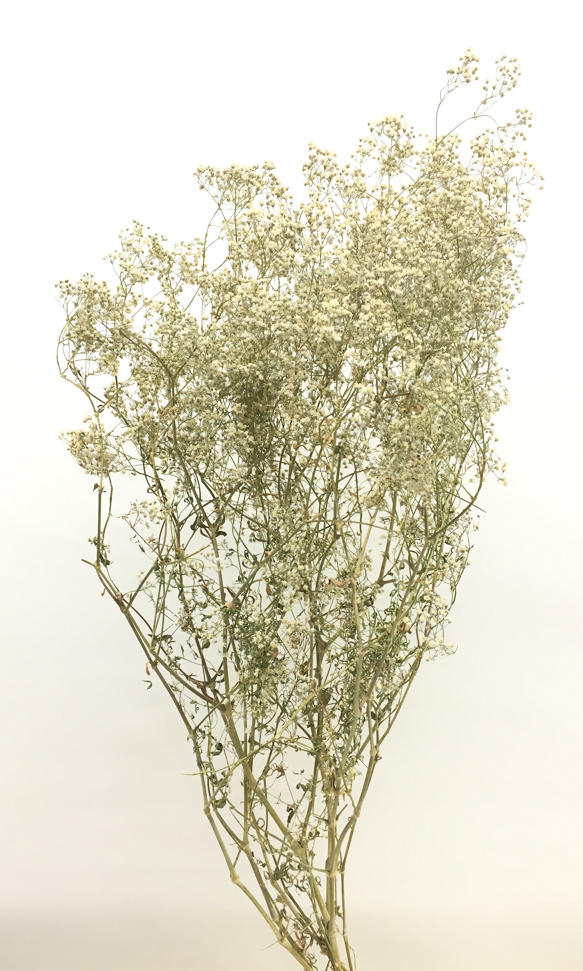 かすみ草・千歳　小粒
