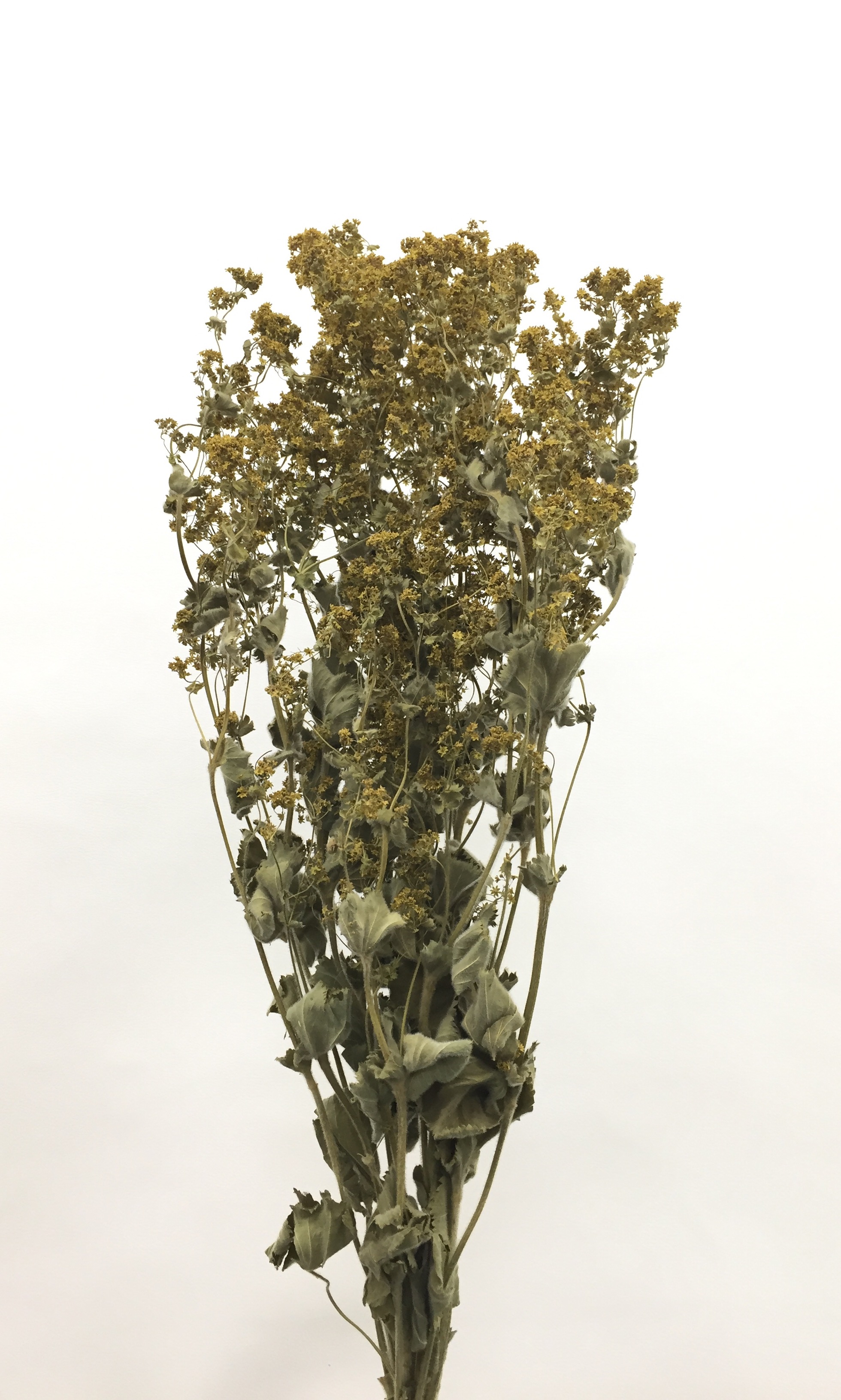 アルケミラモリス・千歳