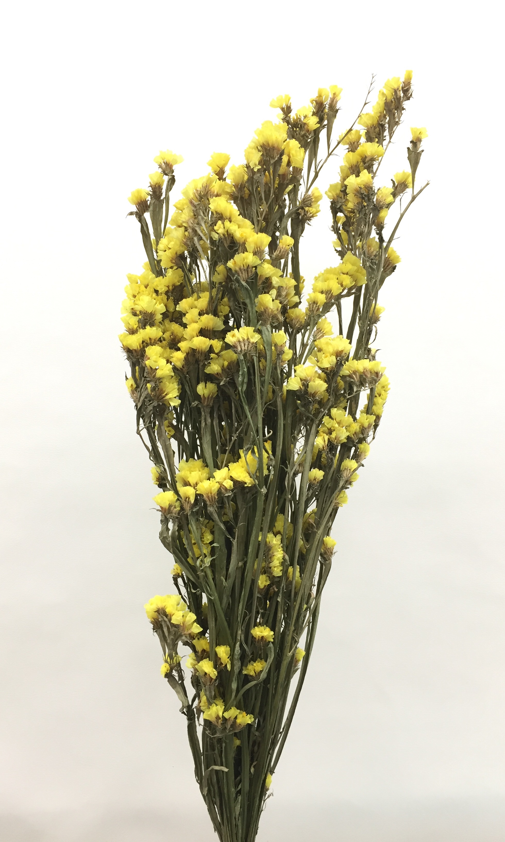 スターチス・黄色・千歳