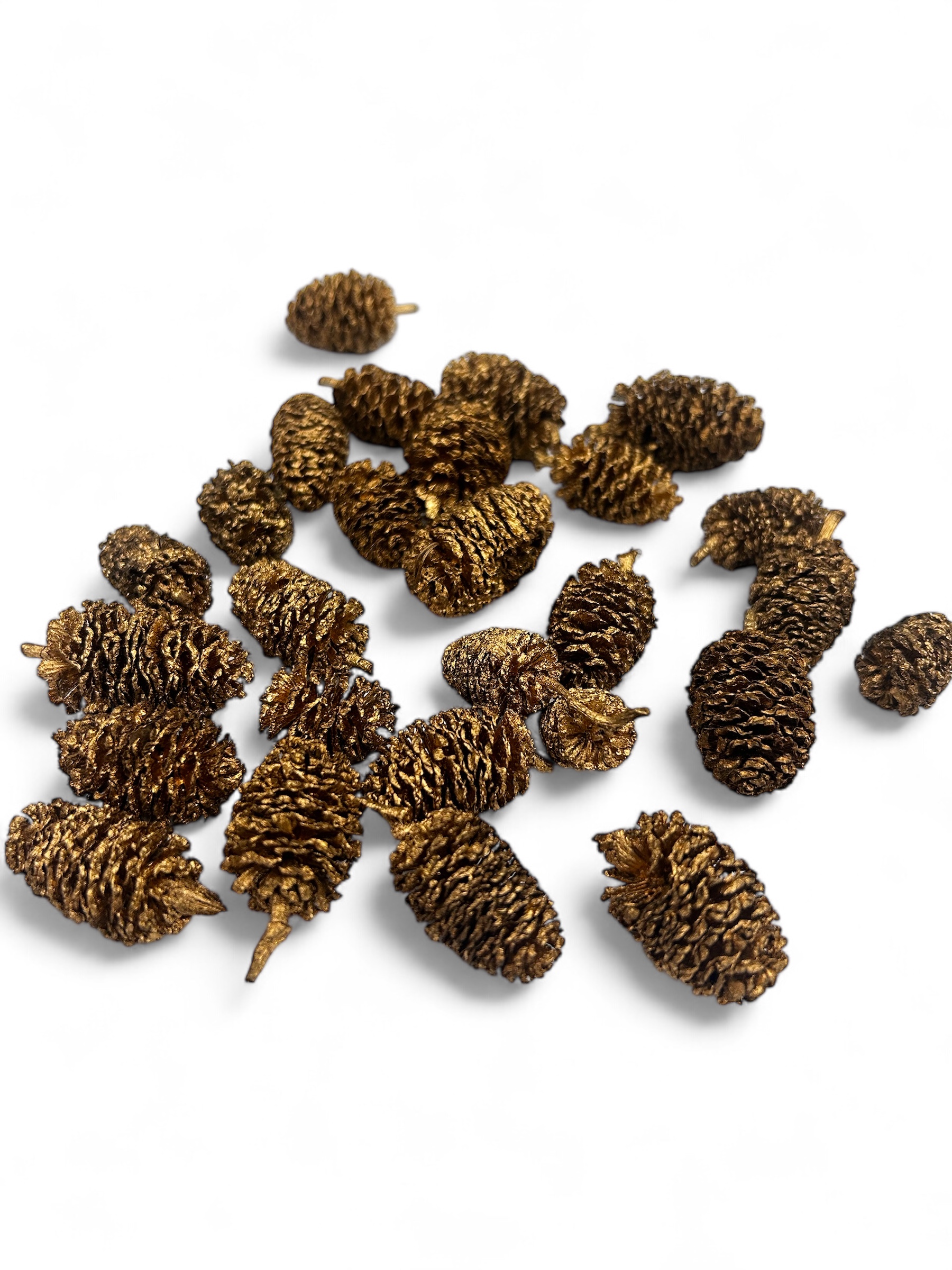 カスリナ　ゴールド　特別価格　※割引適用外