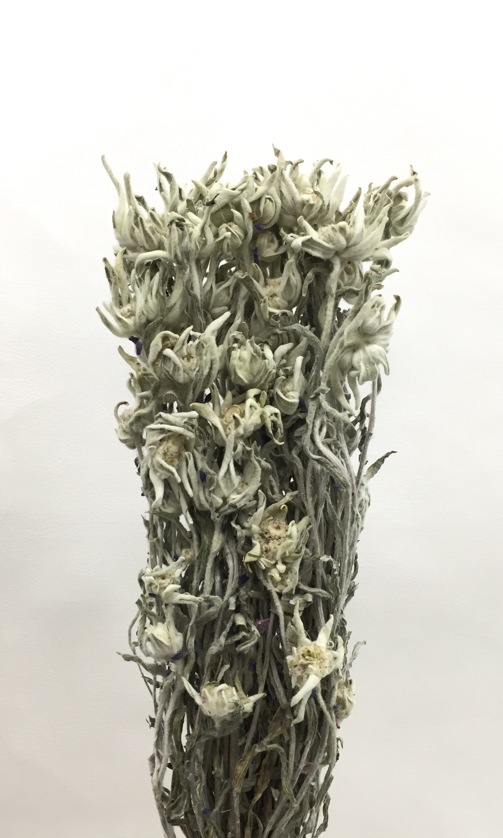 エーデルワイス・千歳