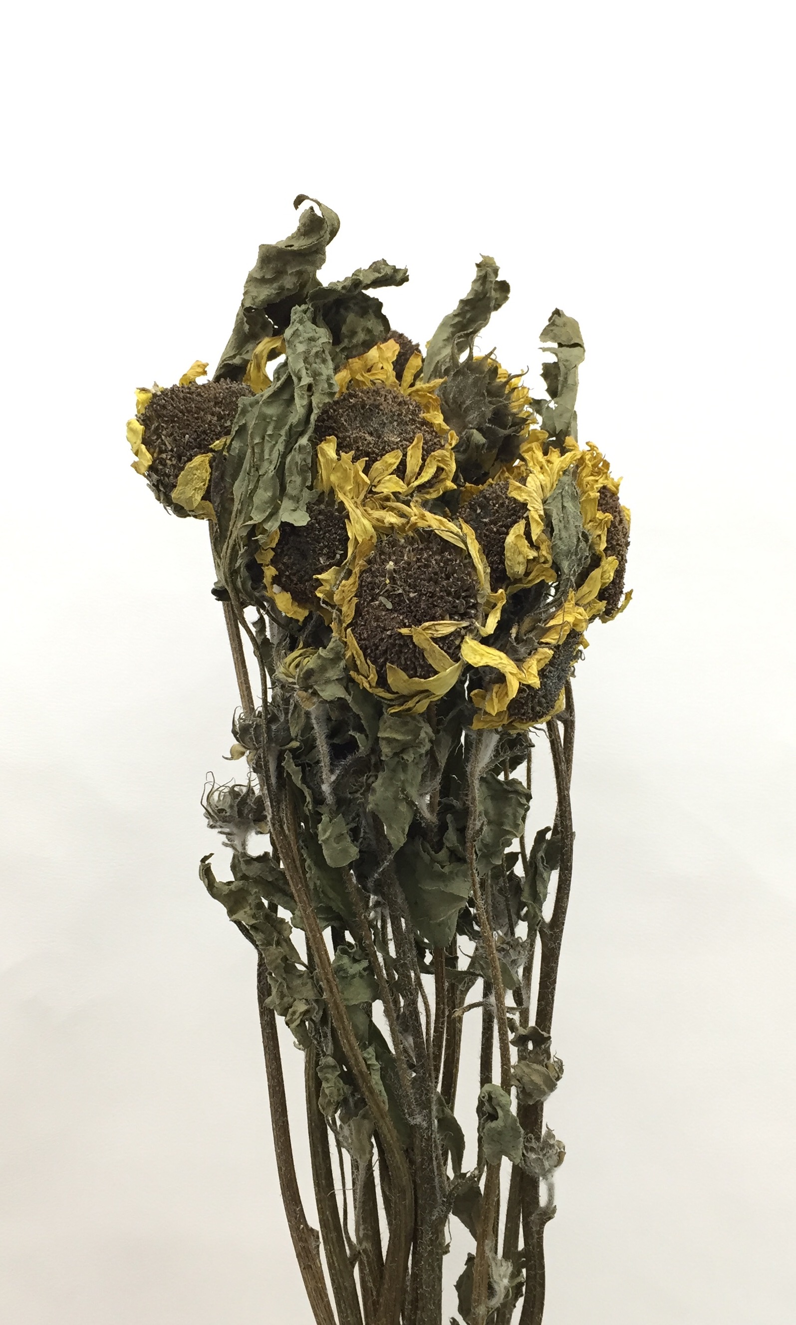 ひまわり・黄色・千歳